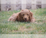 Small Photo #2 Labradoodle Puppy For Sale in MADERA, CA, USA