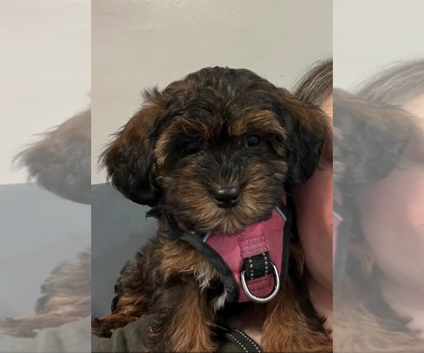 Medium Photo #4 Zuchon Puppy For Sale in NEW YORK MILLS, MN, USA