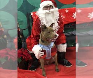 American Pit Bull Terrier-Unknown Mix Dogs for adoption in Derwood, MD, USA