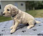 Small Photo #49 Goldendoodle Puppy For Sale in HOWARD CITY, MI, USA