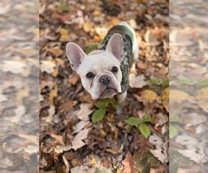Father of the French Bulldog puppies born on 03/02/2026