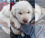 Small Photo #31 Labrador Retriever Puppy For Sale in OLYMPIA, WA, USA