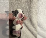 Puppy 1 Boston Terrier