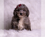 Puppy Ventura Goldendoodle (Miniature)