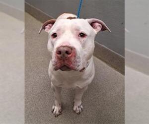 Mutt Dogs for adoption in Las Vegas, NV, USA
