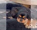 Image preview for Ad Listing. Nickname: Theo
