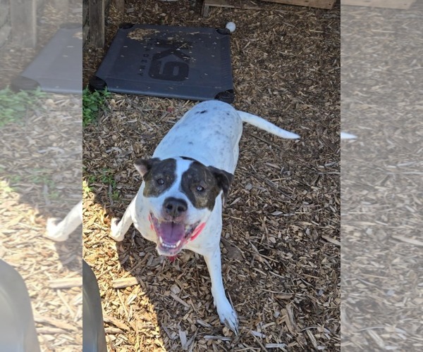 Medium Photo #13 American Pit Bull Terrier-Labrador Retriever Mix Puppy For Sale in Rustburg, VA, USA