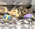 Small #5 German Shepherd Dog