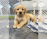 Small #46 Golden Retriever