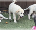 Small #7 German Shepherd Dog-Great Pyrenees Mix