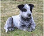 Small Photo #6 Australian Cattle Dog Puppy For Sale in HYDE PARK, VT, USA