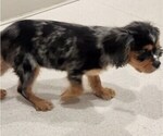 Small Photo #15 Cavalier King Charles Spaniel Puppy For Sale in BOONVILLE, NY, USA