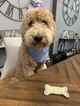 Small Photo #1 Goldendoodle Puppy For Sale in CHICAGO, IL, USA