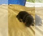 Small Photo #10 Rottweiler Puppy For Sale in RICHLAND, GA, USA
