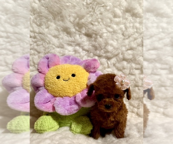 Medium Photo #3 Poodle (Toy) Puppy For Sale in REDLANDS, CA, USA