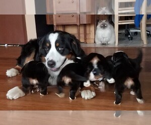 Father of the Bernese Mountain Dog puppies born on 04/09/2019