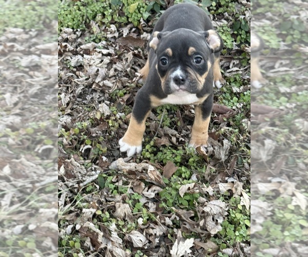 Medium Photo #25 American Bully Puppy For Sale in BOLIVAR, MO, USA