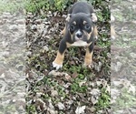 Small Photo #25 American Bully Puppy For Sale in BOLIVAR, MO, USA