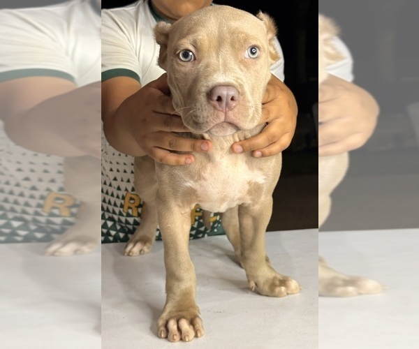 Medium Photo #9 American Bully Puppy For Sale in LOCUST, NC, USA