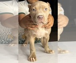 Small Photo #9 American Bully Puppy For Sale in LOCUST, NC, USA