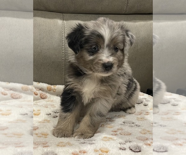 Medium Photo #14 Miniature Australian Shepherd Puppy For Sale in TERRELL, TX, USA
