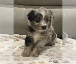 Small Photo #14 Miniature Australian Shepherd Puppy For Sale in TERRELL, TX, USA