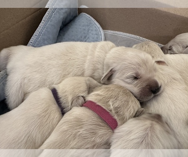 Medium Photo #3 English Cream Golden Retriever Puppy For Sale in ORLAND, CA, USA