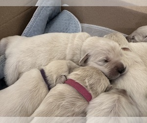 Medium English Cream Golden Retriever