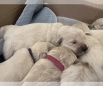 Puppy 4th pick male English Cream Golden Retriever