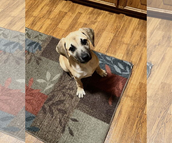 Medium Photo #2 Black Mouth Cur-Unknown Mix Puppy For Sale in Shreveport, LA, USA