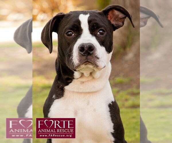 Medium Photo #11 American Staffordshire Terrier-Boston Terrier Mix Puppy For Sale in Marina del Rey, CA, USA