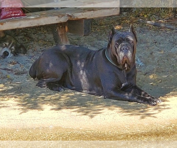 Medium Photo #1 Cane Corso Puppy For Sale in LAKEVIEW, CA, USA