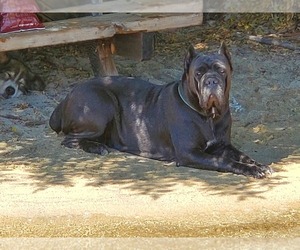 Mother of the Cane Corso puppies born on 02/27/2021