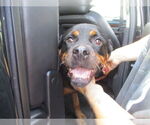 Small Rottweiler