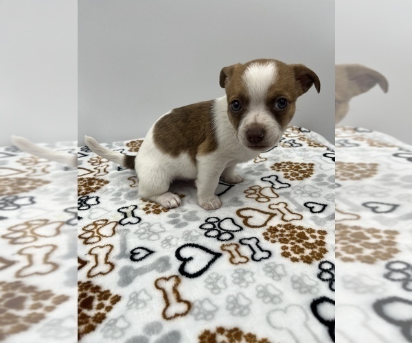 Medium Photo #12 Jack Chi Puppy For Sale in SAINT AUGUSTINE, FL, USA