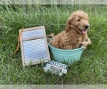 Small Photo #3 Golden Retriever-Poodle (Toy) Mix Puppy For Sale in LITHIA, FL, USA
