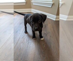 Labrador Retriever-Unknown Mix Dogs for adoption in The Woodlands, TX, USA