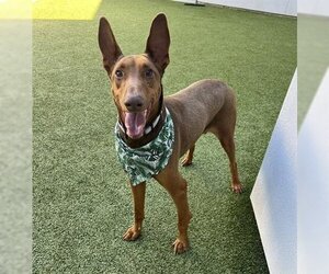 Ibizan Hound Dogs for adoption in San Martin, CA, USA