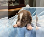 Puppy Mylo Australian Shepherd