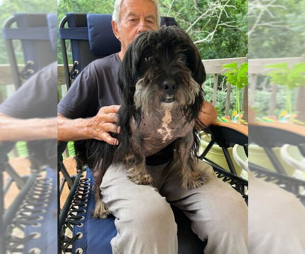 Medium Photo #5 Mutt Puppy For Sale in Pacolet, SC, USA