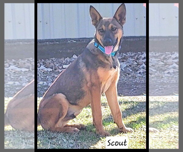 Medium Photo #1 Mutt Puppy For Sale in Granbury, TX, USA