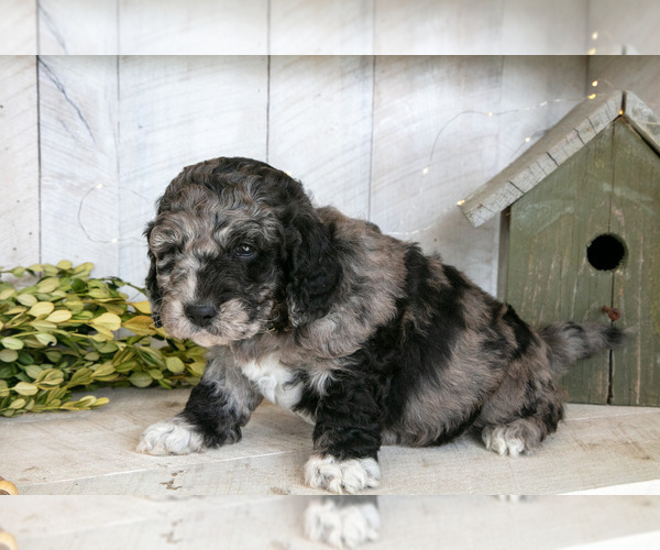 Medium Photo #2 Miniature Labradoodle Puppy For Sale in SUGARCREEK, OH, USA