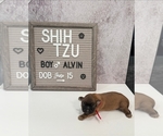 Small #1 Shih Tzu