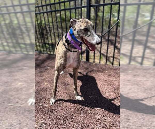 Medium Photo #3 Greyhound Puppy For Sale in Cherry Hill, NJ, USA