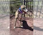 Small #2 Greyhound