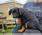 Small Photo #3 Labrador Retriever-Unknown Mix Puppy For Sale in Canton, CT, USA