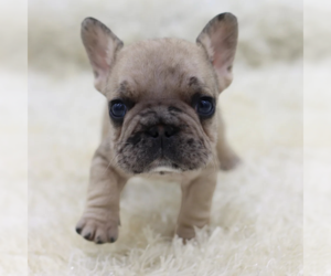 French Bulldog Puppy for sale in BOSTON, MA, USA