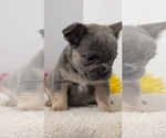Small Photo #66 French Bulldog Puppy For Sale in GOSHEN, IN, USA