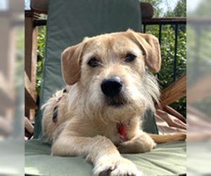 Mutt Dogs for adoption in Bellevue, WA, USA