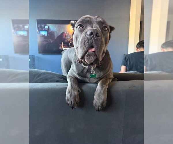 Medium Photo #6 Mutt Puppy For Sale in Goodyear, AZ, USA